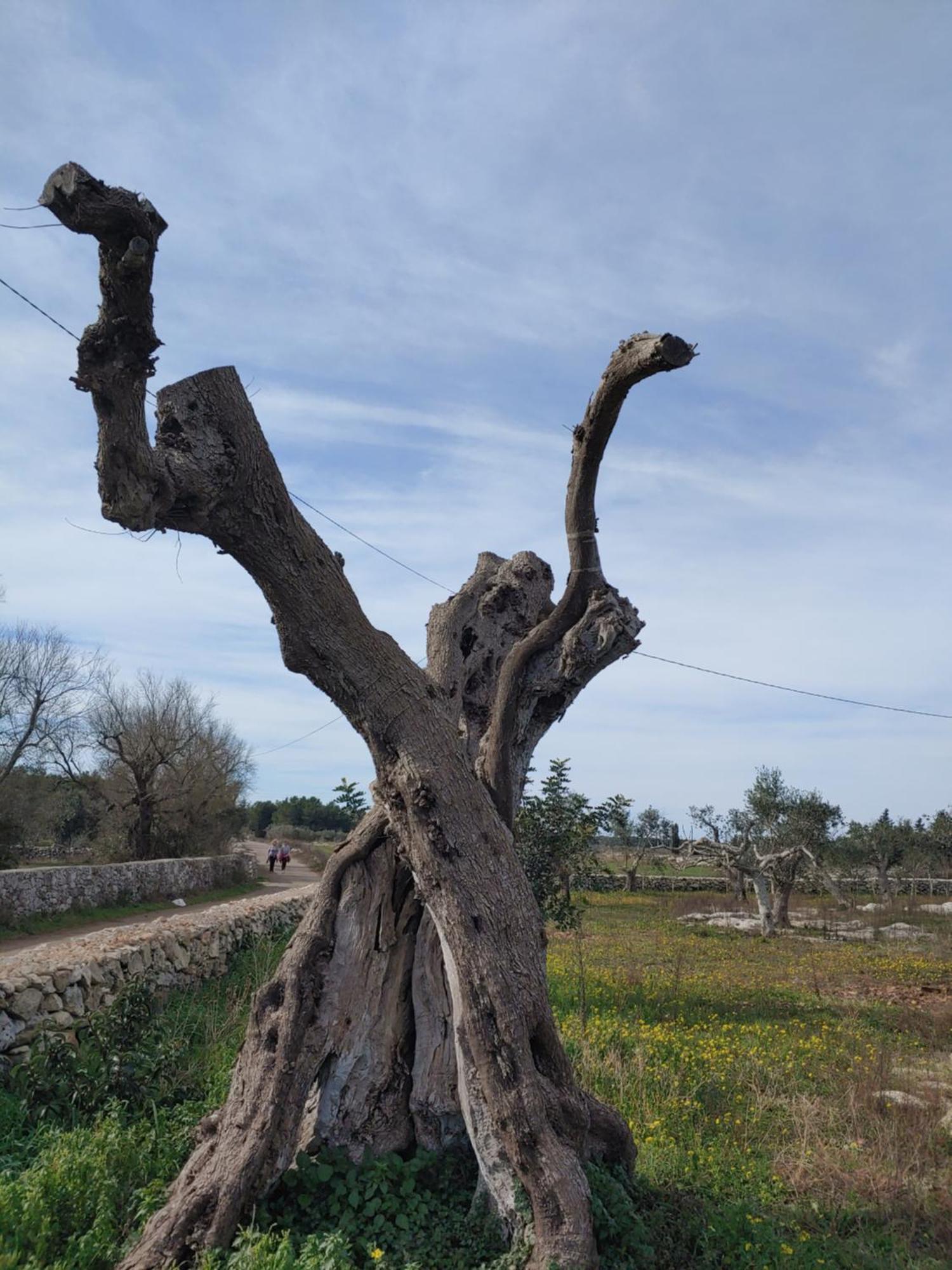 Appartement La Nicchia-Trullo à Corigliano dʼOtranto Extérieur photo